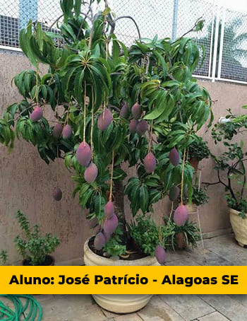 Aluno Jose Patricio
