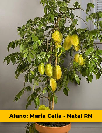 Aluno Maria Celia