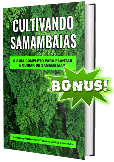 Bonus 3